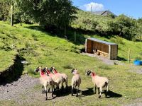 10. Reisetag – Ring of Kerry – Besuch beim Schäfer Tom