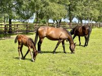 11. Reisetag – Von Tralee in die Wicklow Mountains – Irisches Nationalgestüt