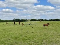 11. Reisetag – Von Tralee in die Wicklow Mountains – Irisches Nationalgestüt