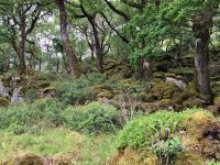 Irland, Glenveagh Castle, Rundgang im mystischen Wald