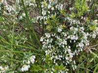 Irland, Glenveagh Castle 