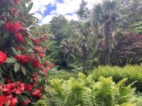 Irland, Glenveagh Castle - wie in den Tropen