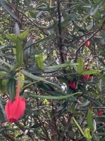 Irland, Glenveagh Castle - Laternenbaum (Crinodendron hookerianum)