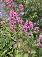 Irland, Galway, Spaziergang am Flussufer