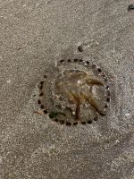 Irland, Dingle Halbinsel, Inch Beach