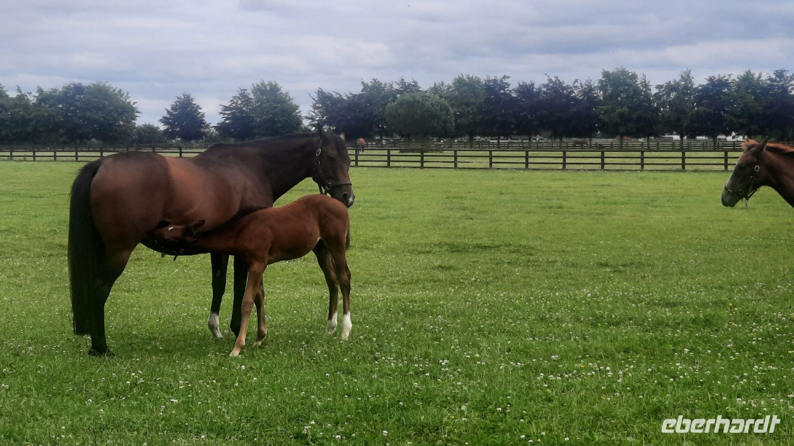 223 – Irland, National Stud, Kildare