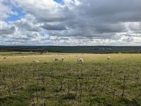 Schafe am Giant's Causeway 