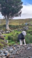 Herdwick Schaf