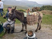 Flechten von St. Brigid's Crosses 