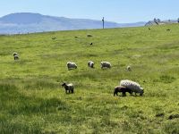 5. Tag – Von Letterkenny nach Leenaun – Wanderung um Mullaghmore – Schafe und Lämmer