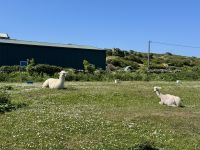 6. Tag – Ausflug auf die Aran Islands – Wandern auf Inishmore – Irische Langhalsschafe