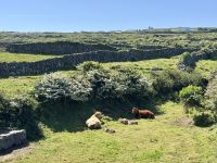 6. Tag – Ausflug auf die Aran Islands – Wandern auf Inishmore – Kuhfamilie