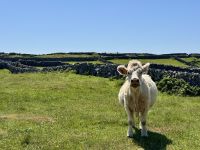 6. Tag – Ausflug auf die Aran Islands – Wandern auf Inishmore – Noch eine Kuh