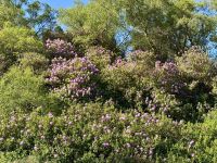 7. Tag – Erkundungen in Connemara – Rhododendron am Killary Harbour