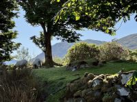 7. Tag – Erkundungen in Connemara – Morgenstimmung mit Schafen am Fjord