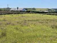 8. Tag – Klippen und Kalkstein – Wanderung auf dem Burren Way – Blumenwiese