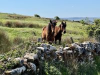 8. Tag – Klippen und Kalkstein – Wanderung auf dem Burren Way – Pferde