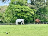 11. Tag – Von Tralee in die Wicklow Mountains – Führung durch das Irische Nationalgestüt