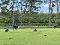 11. Tag – Von Tralee in die Wicklow Mountains – Führung durch das Irische Nationalgestüt