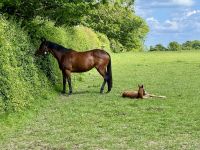 11. Tag – Von Tralee in die Wicklow Mountains – Führung durch das Irische Nationalgestüt