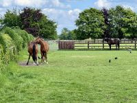 11. Tag – Von Tralee in die Wicklow Mountains – Führung durch das Irische Nationalgestüt