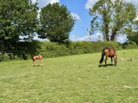 11. Tag – Von Tralee in die Wicklow Mountains – Führung durch das Irische Nationalgestüt