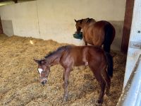 11. Tag – Von Tralee in die Wicklow Mountains – Führung durch das Irische Nationalgestüt