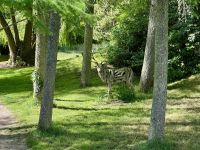 11. Tag – Von Tralee in die Wicklow Mountains – Führung durch das Irische Nationalgestüt