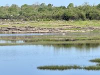 9. Tag – Wandern in Coole Park – Die wilden Schwäne von Coole