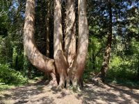 9. Tag – Wandern in Coole Park – Rotzedern