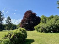 9. Tag – Wandern in Coole Park – Autograph Tree