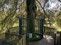 9. Tag – Wandern in Coole Park – Autograph Tree