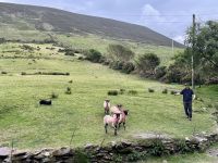 10. Tag – Ring of Kerry – Besuch beim Schäfer Tom
