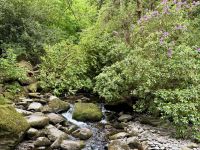 10. Tag – Ring of Kerry – Bach und Rhododendron am Torc Waterfall
