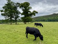 10. Tag – Ring of Kerry – Kühe beim Spaziergang zum Muckross House