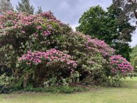 10. Tag – Ring of Kerry – Muckross House und Park – Riesiger Rhododendron
