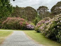 10. Tag – Ring of Kerry – Muckross House und Park – Rhododendron