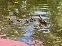 1. Tag – Ankunft in Dublin – Spaziergang durch den Stadtpark St Stephen's Green