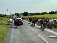 4. Tag – Ausflug nach Nordirland – Rush Hour in Irland