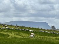 5. Tag – Letterkenny bis Leenaun – Wanderung um die Halbinsel Mullaghmore – Classiebawn Castle vor dem Ben Bulben