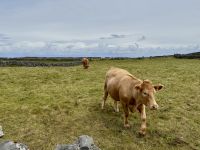 6. Tag – Ausflug auf die Aran Islands – Wandern auf Inishmore