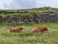 6. Tag – Ausflug auf die Aran Islands – Wandern auf Inishmore