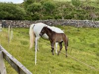 7. Tag – Leenaun bis Ennis – Connemara-Ponys im Connemara-Nationalpark