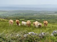 8. Tag – Klippen & Burren – Wanderung durch den Burren