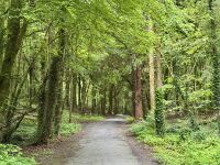 9. Tag – Ennis bis Tralee – Wanderung in Coole Park