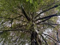 9. Tag – Ennis bis Tralee – Wanderung in Coole Park – Autograph Tree (Unterschriftenbaum)