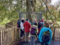 9. Tag – Ennis bis Tralee – Wanderung in Coole Park – Autograph Tree (Unterschriftenbaum)