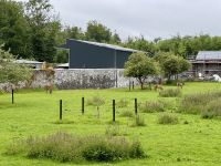 9. Tag – Ennis bis Tralee – Wanderung in Coole Park – Rotwild