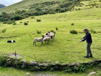 10. Tag – Ring of Kerry – Besuch bei Tess, Peg, Claire und Schäfer Tom