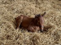 11. Tag – Tralee bis Newtownmountkennedy – Besuch auf dem Irischen Nationalgestüt